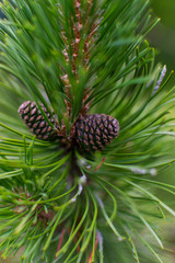 Fototapeta premium pine cone on a branch