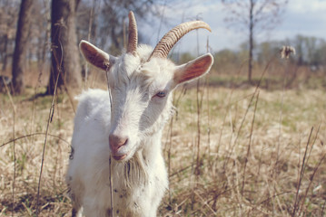 Goat with horns, White goat on head and neck, Goat in the field.