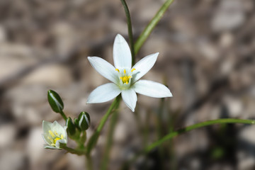 Little White Ornithogalum Flowers also known as Grass Lily.