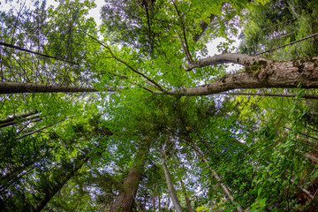Forest Canopy