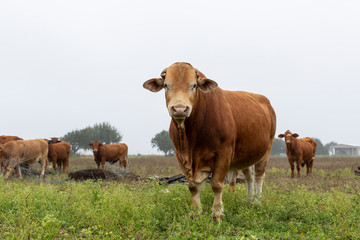 Naklejka na ściany i meble cows in field