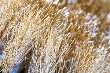 Wire Scratch Brush, Brass with Plastic Handle on white background.