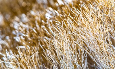 Wire Scratch Brush, Brass with Plastic Handle on white background. Brass brush Close-up with selective focus.