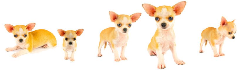Chihuahua puppy dog small collection set isolated on white background