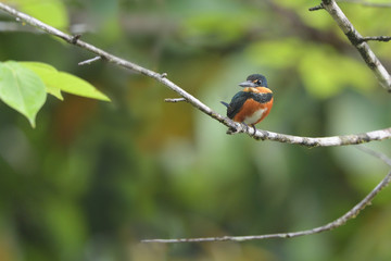 American pygmy kingfisher