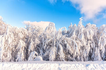 Winter landscape