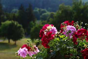 flowers in the garden