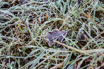Winter frost on leaves and grass background