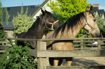 SAMSUNG CSC © Artur