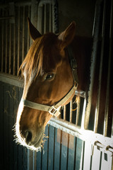 SAMSUNG CSC © Artur