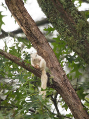 A Wild White Squirrel, Product of Genetic Mutation