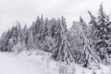 Fototapeta premium Snow trees