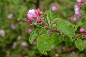Branch of apple tree with pink and white flowers and drops of rain.