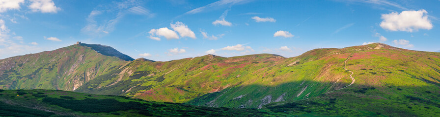 Pink rose rhododendron flowers on summer mountain slope