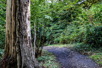 old tree stands by a sloping forest path with lush green foliage in the background