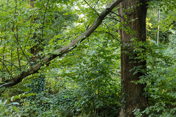 fallen brown tree branch in a natural vibrant green forest setting