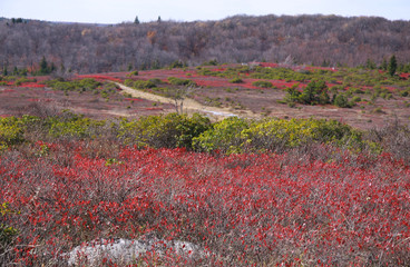 Dolly Sods landscape in West Virginia in autumn time