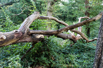 Fallen tree in a natural forest setting