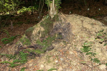 wurzeln