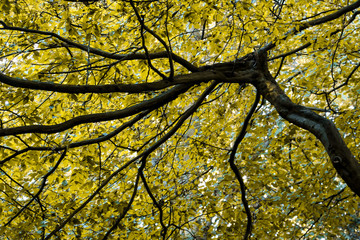 Tree spreads its branches wide to form a natural golden Autumn leaf roof canopy