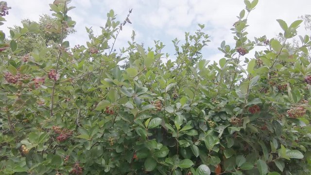Irga olkholistnaya bush