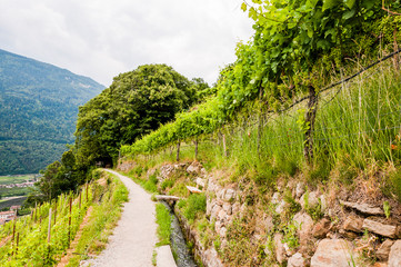 Fototapeta na wymiar Algund, Waalweg, Weinberg, Wanderweg, Vinschgau, Südtirol, Sommer, Italien