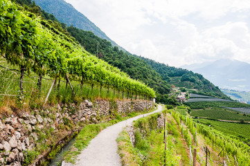 Algund, Waalweg, Weinberg, Wanderweg, Obstbäume, Vinschgau, Südtirol, Sommer, Italien