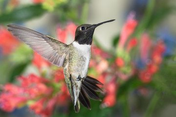 Black-Chinned Hummingbird Searching for Nectar Among the Red Flowers