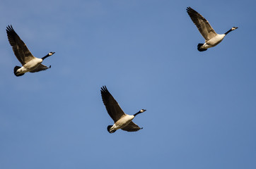 Three Canada Geese Flying in a Blue Sky