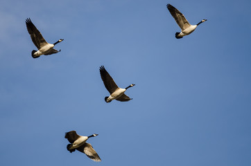 Flock of Canada Geese Flying in a Blue Sky