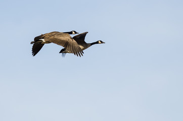 Pair of Canada Geese Flying in a Blue Sky