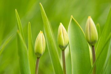 Obraz na płótnie Canvas Green young tulips grow in the spring garden