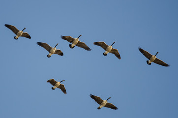 Flock of Canada Geese Flying in a Blue Sky