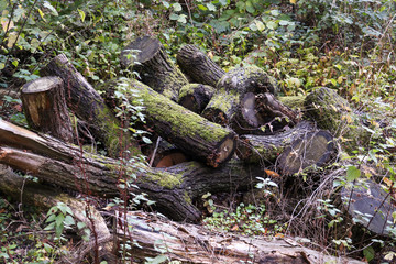 An old moss covered log pile in the woods provides an excelent habitat for woodland insects