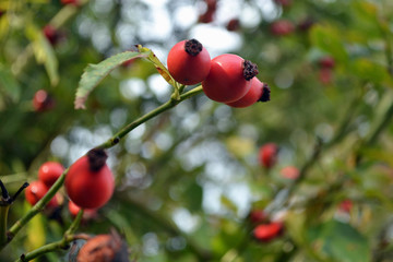 Кed berries on a tree.