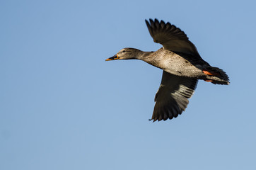 Mallard Duck Flying in a Blue Sky