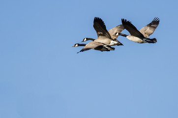 Obraz premium Three Canada Geese Flying in a Blue Sky