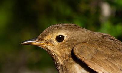 Swainson's Thrush