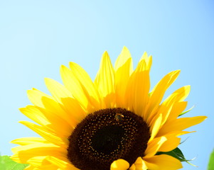 Sonnenblume