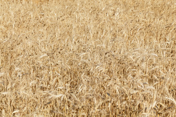 The spica of golden wheat close up. Wheat field. Beautiful nature Sunset Landscape. Rural landscapes under shining sunlight.