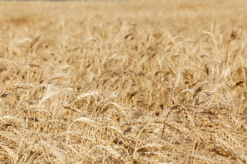 The spica of golden wheat close up. Wheat field. Beautiful nature Sunset Landscape. Rural landscapes under shining sunlight.