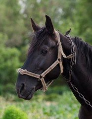 Fototapeta premium Portrait of a gorgeous black horse against green field.