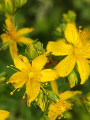 Happy wild flowers