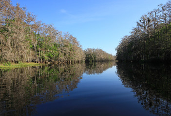 Fototapeta na wymiar Fisheating Creek, Florida, on a calm and sunny winter afternoon.