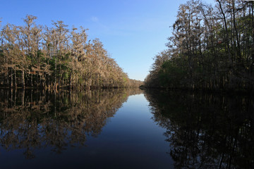 Fisheating Creek, Florida, on a calm and sunny winter afternoon.