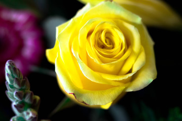 Fototapeta premium Yellow Rose 