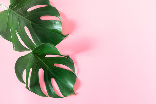 Monstera Pink Images Browse Stock Photos, Vectors, and Video | Adobe