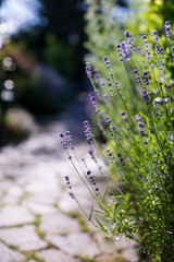 Lavendelzeit im Garten