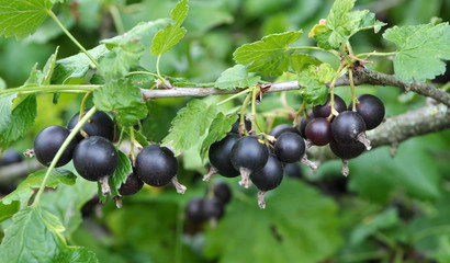 On the branch are ripe berries of Yoshta