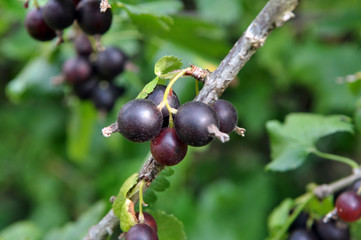 On the branch are ripe berries of Yoshta